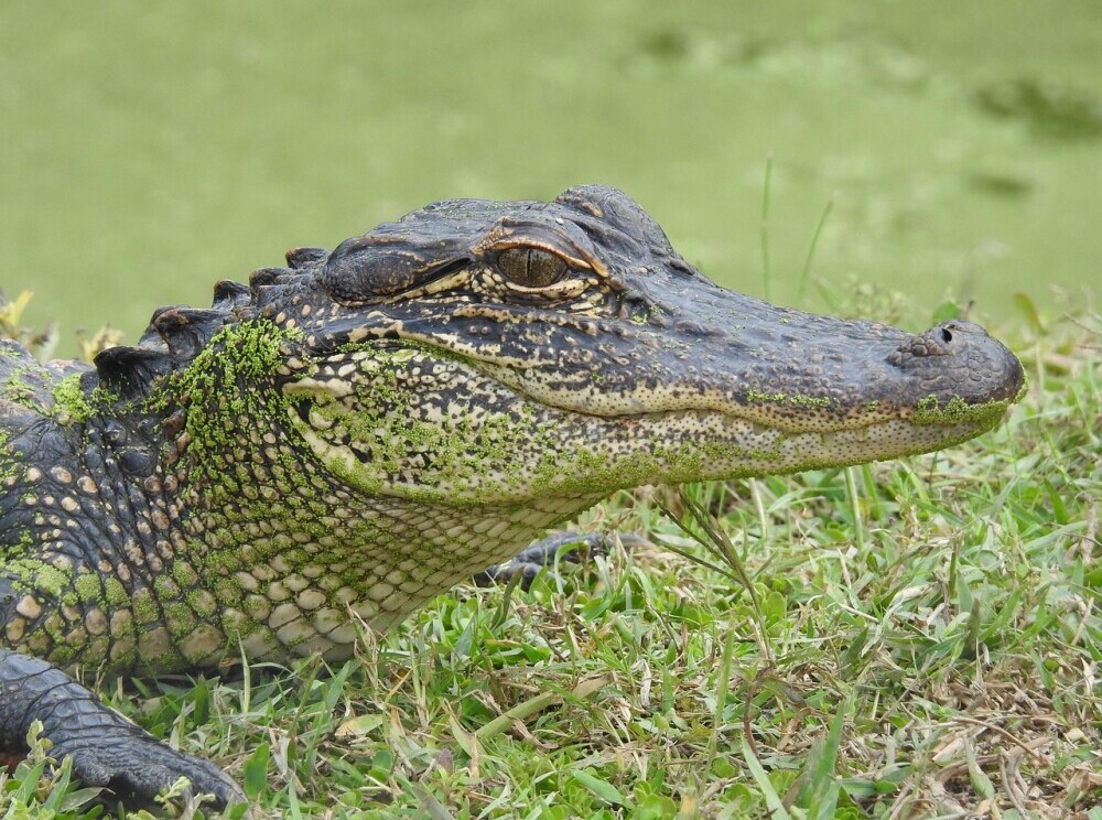 Louisiana Alligator